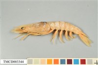 藏品(雄壯鬚蝦)的圖片